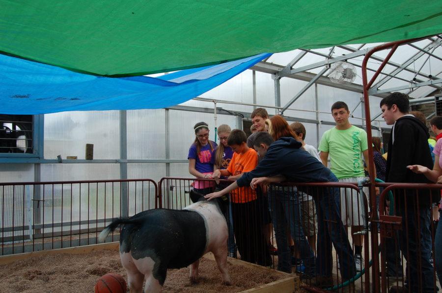 Mr. Wyatts 3rd period class goes out and checks on the pig named Boots. 