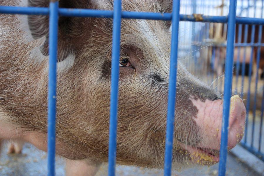 The Life of the Ag Pigs