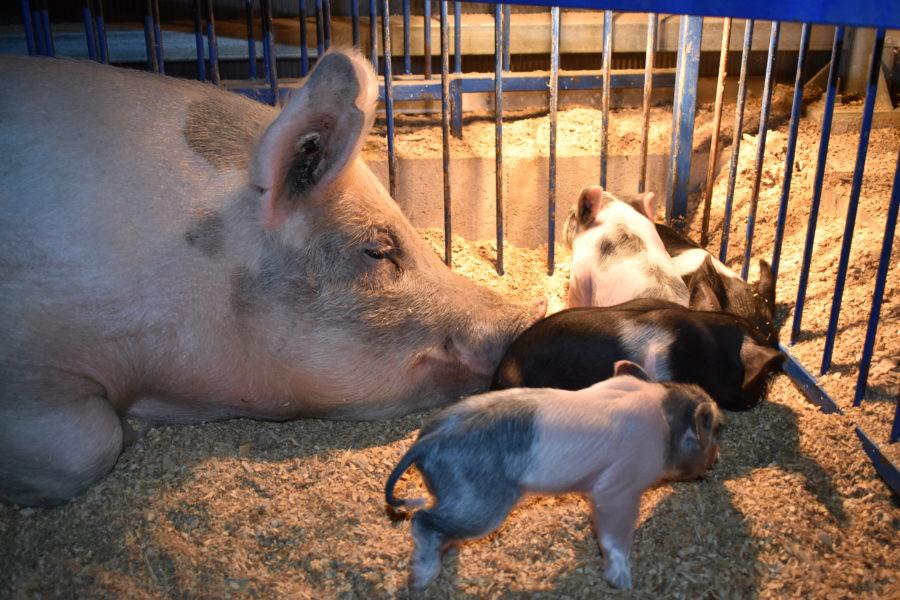 Pigs+Give+Birth