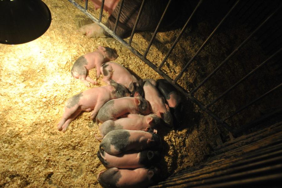 PHS Agriculture Department Welcomes More Piglets