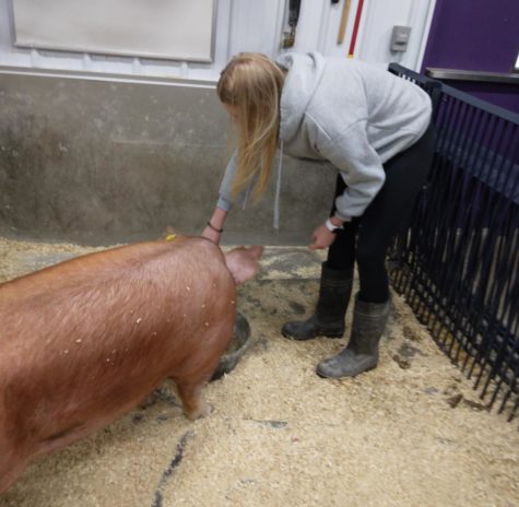  Junior Abby Tapp 
feeds one of the pigs 
breakfast during her class.