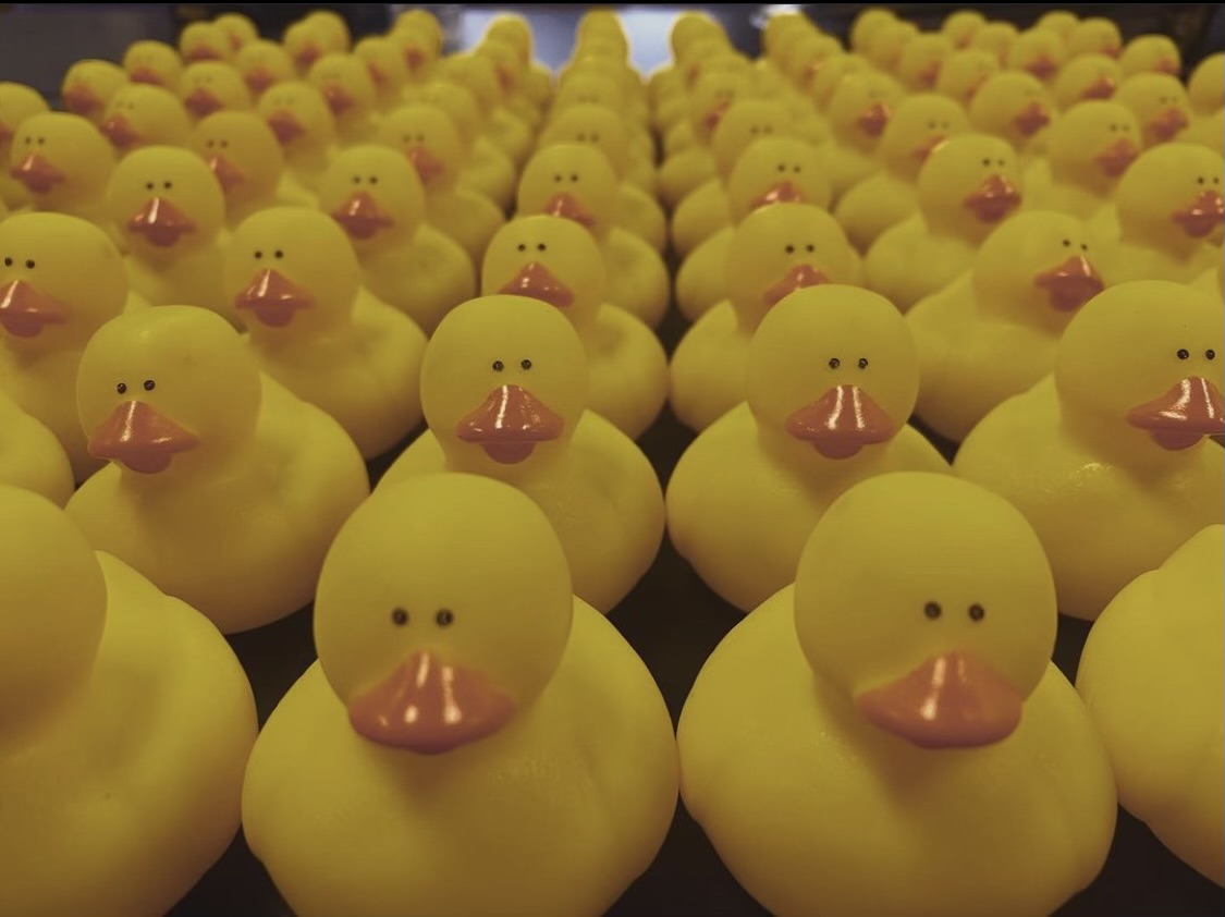 Ducks in the Window  Over 1000 styles of Rubber Ducks to match