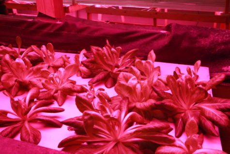 Lettuce grows under ultraviolet lights in the hydroponics system in the barn.