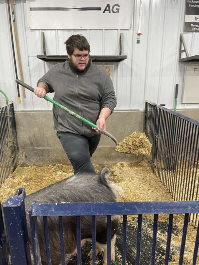 Senior Josh Chaplin shovels out one of the Berkshire pigs enclosures.