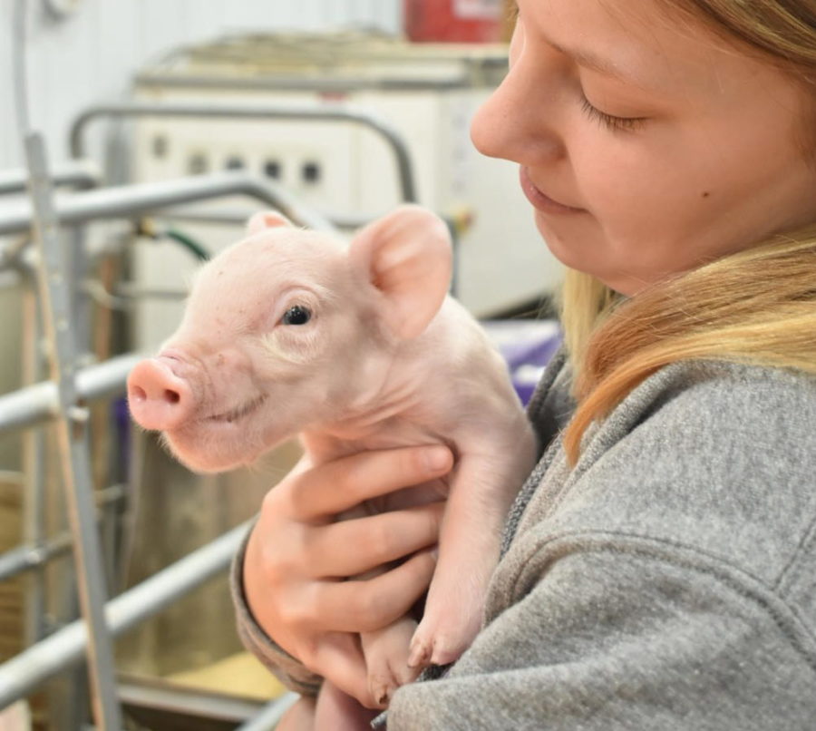 Animal Science Has Fun With the Pigs (Gallery)
