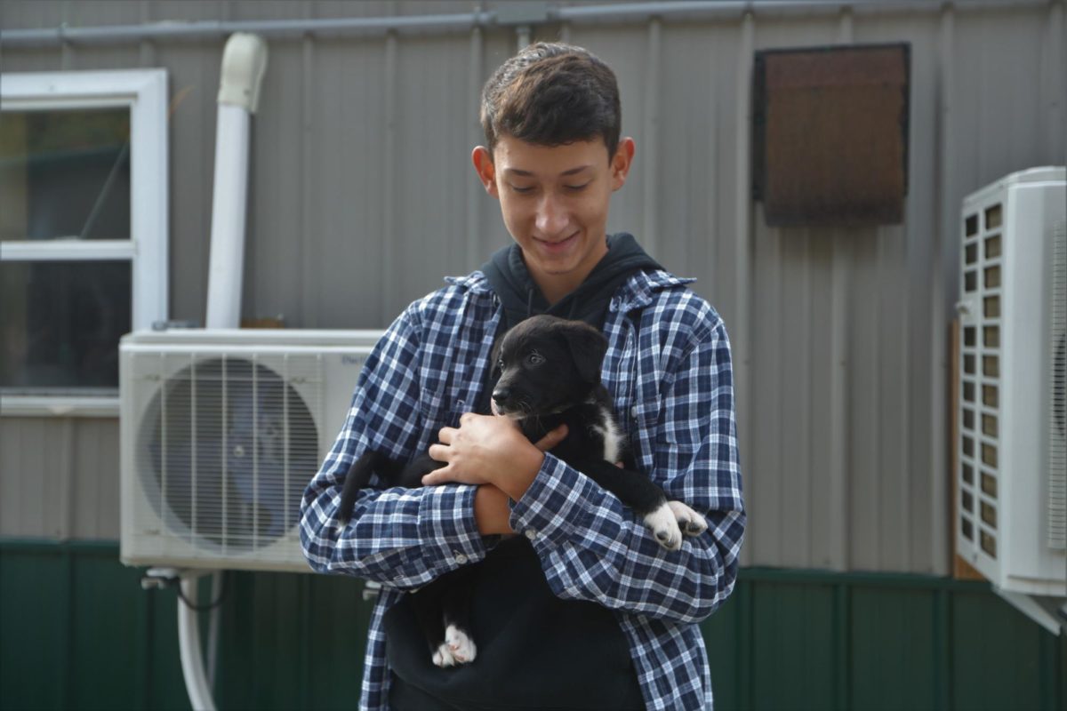 Junior+Brian+Fullington+helping+the+animals+at+the+shelter
