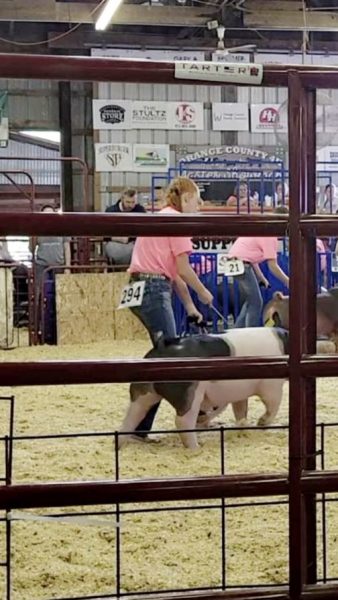 Kyann Stephens shows her pig in 4-H.