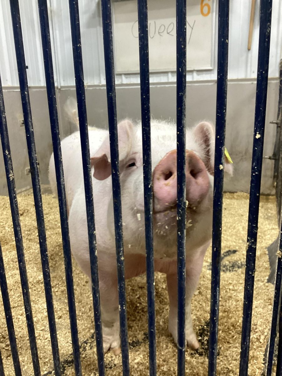 One of the pigs in the Ag barn