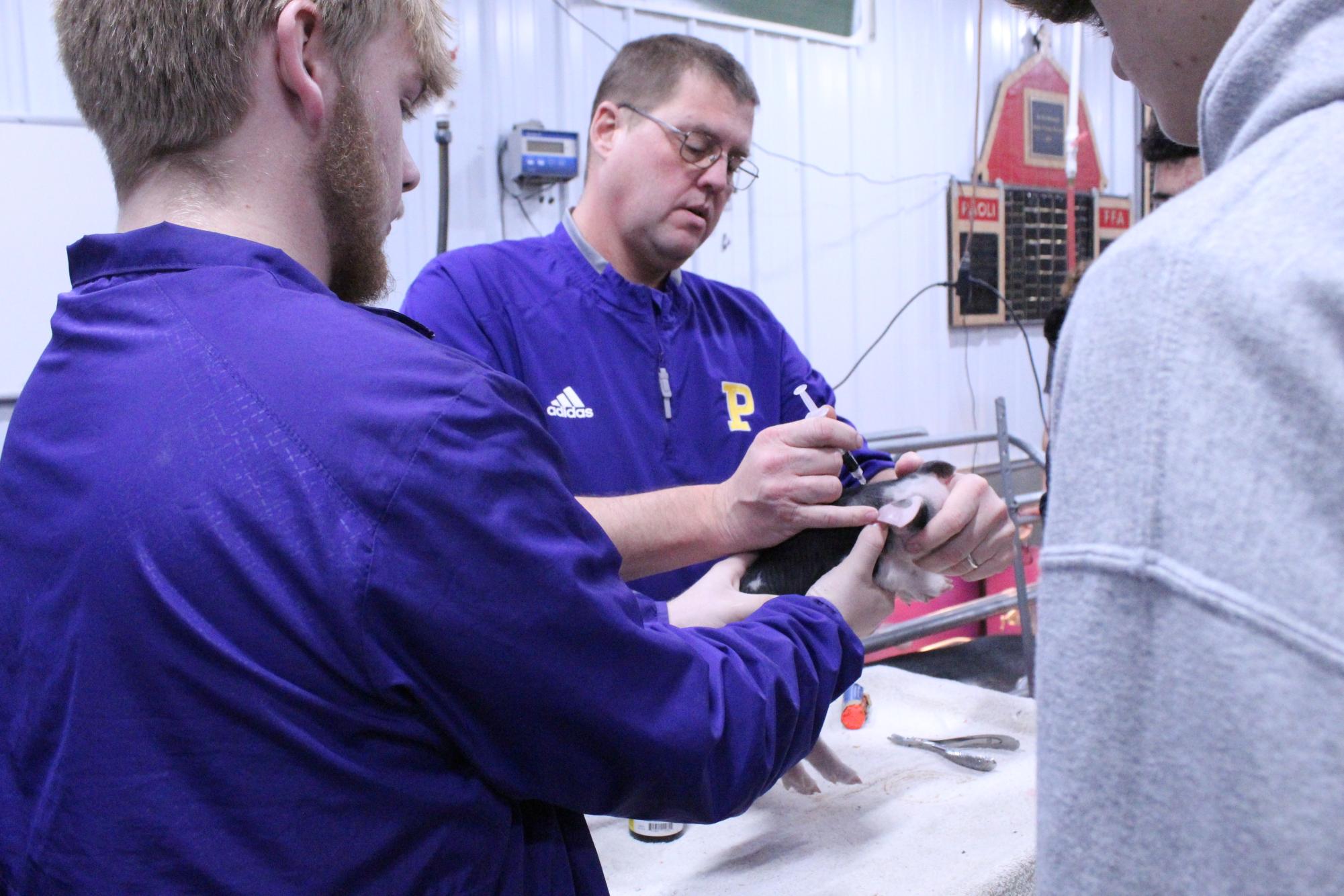 Animal science Teacher Mr. Scott removes a pigs tooth, while Sophomore Novee Busic is watching carefully. 