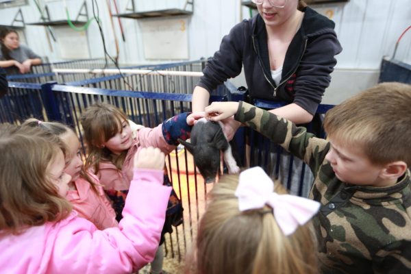 Junior Kayeshely piper holding out a baby pig so the preschoolers can pet the baby pig.