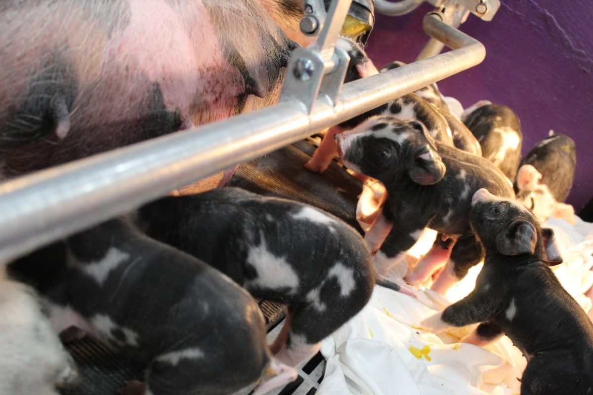 Baby pigs bonding and feeding with their mother.
