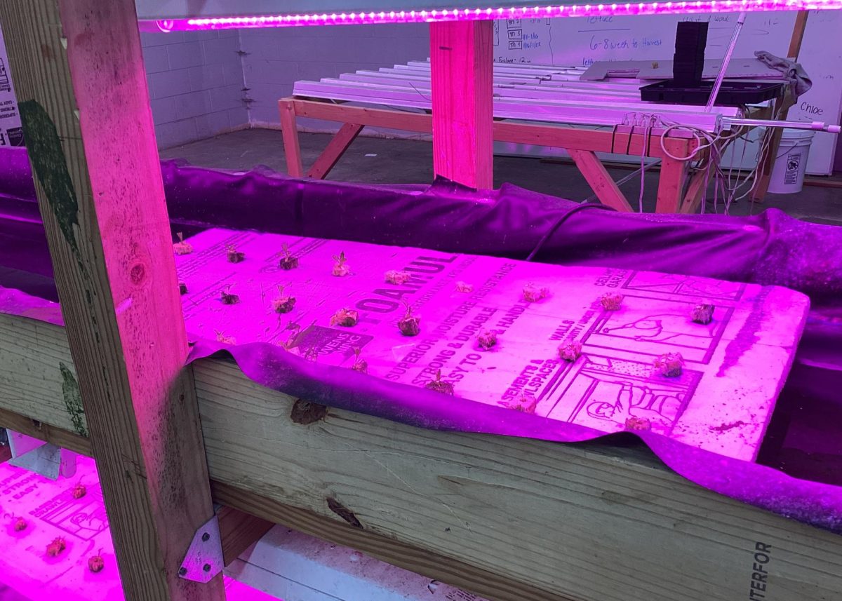 The hydroponic system, where the lettuce grows, in the Ag department.