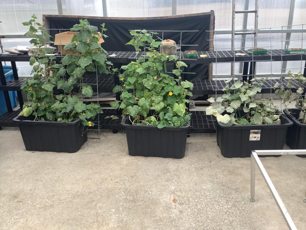 Plants that are being grown by the AG Department.