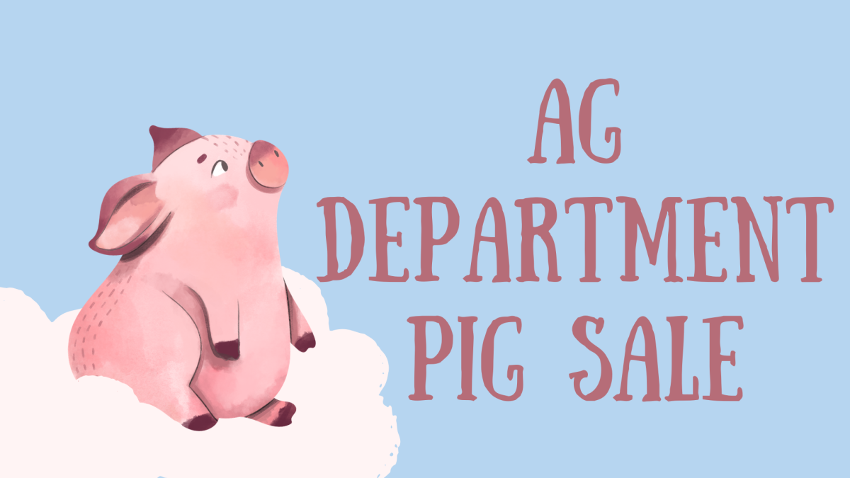 88 Pigs Sold at Pig Sale